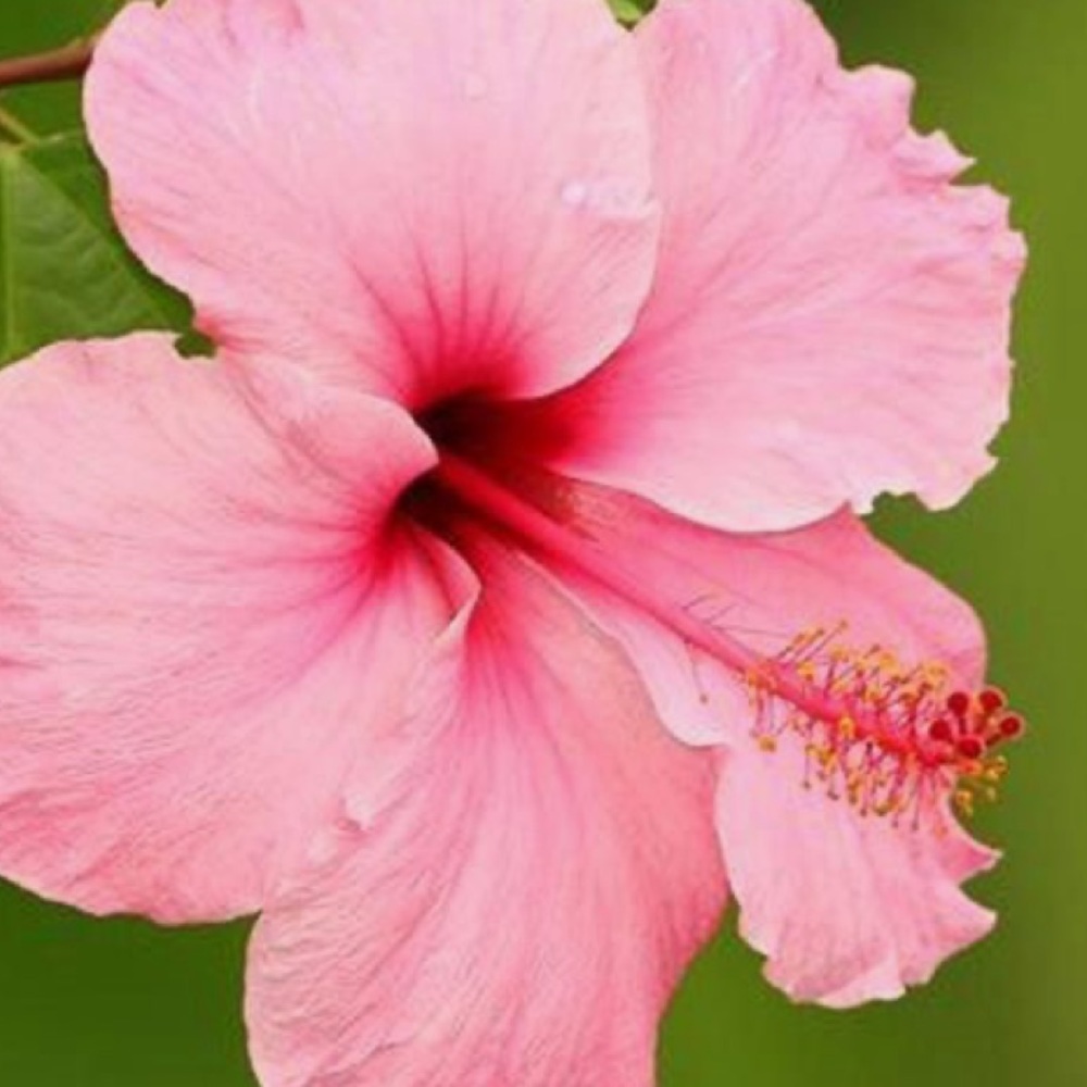 Meet your Posher, Alyiah